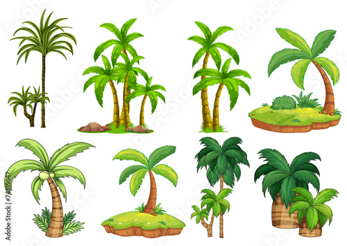 Palm trees © GraphicsRF
