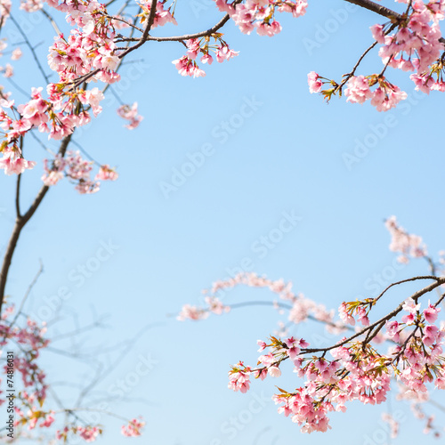 The Pink Cherry Blossoms