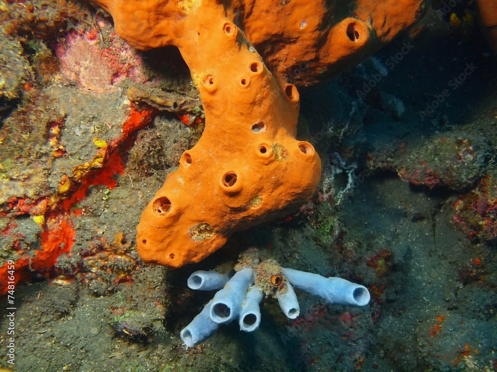 Naklejka premium Demosponge, Island Bali, Tulamben