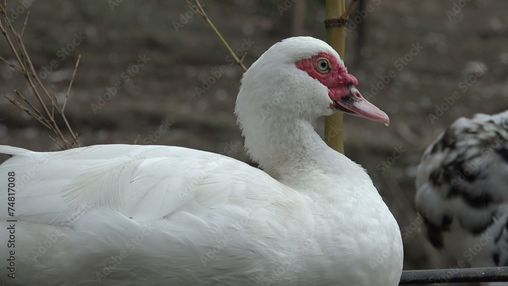 Birds, Animals, Wildlife, Nature Birds, Animals, Wildlife, Nature