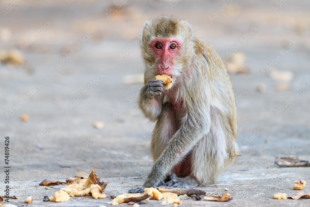 Monkey (Crab-eating macaque) eating banana in Thailand Monkey (Crab-eating macaque) eating banana in Thailand