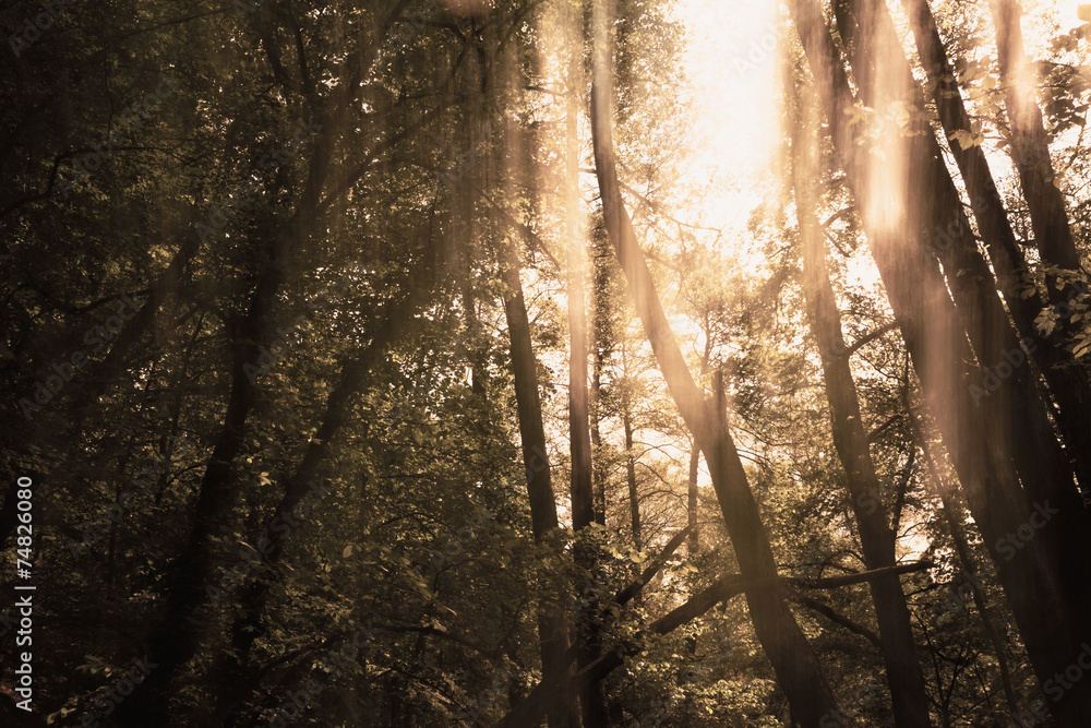 Blurred trees background