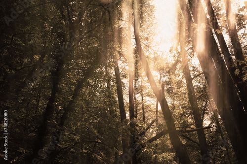 Obraz na płótnie Blurred trees background w salonie