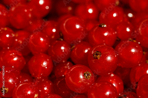 Wallpaper Mural Background red currants Torontodigital.ca