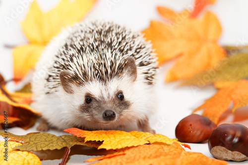 African white- bellied hedgehog photo