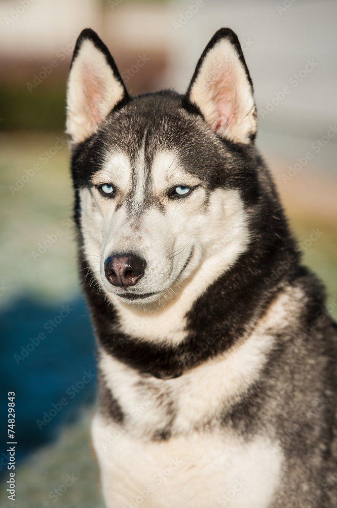 Portrait of smiling siberian husky dog with blue eyes