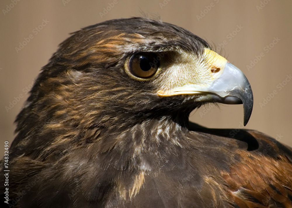 Naklejka premium Buzzard