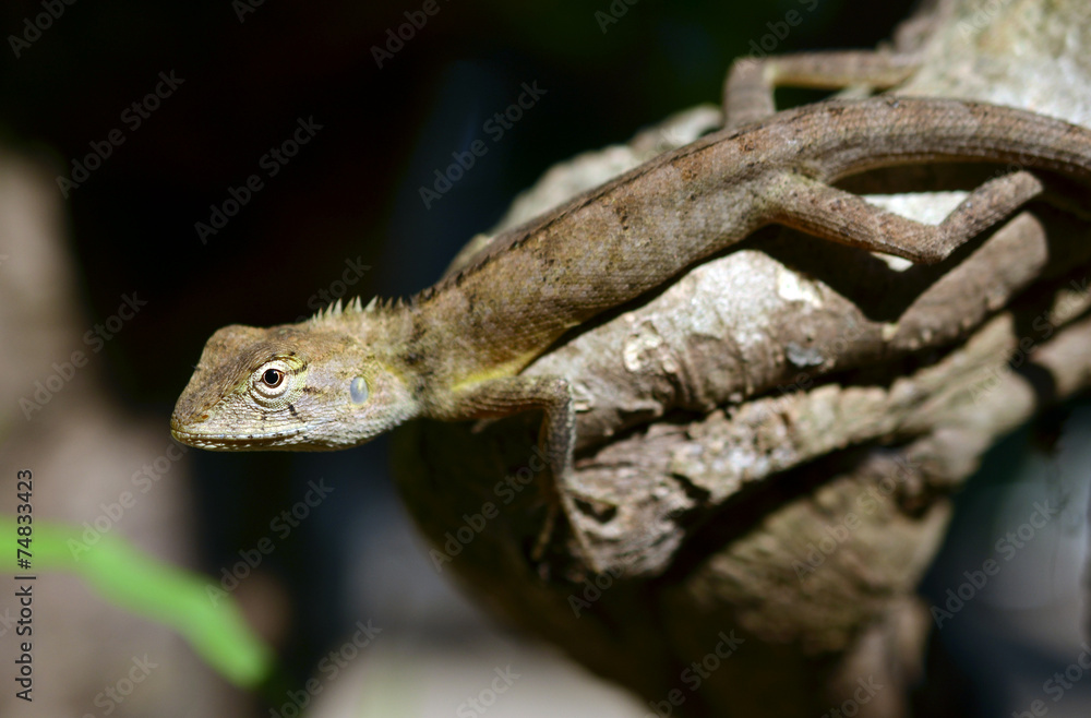 Obraz premium Small lizards