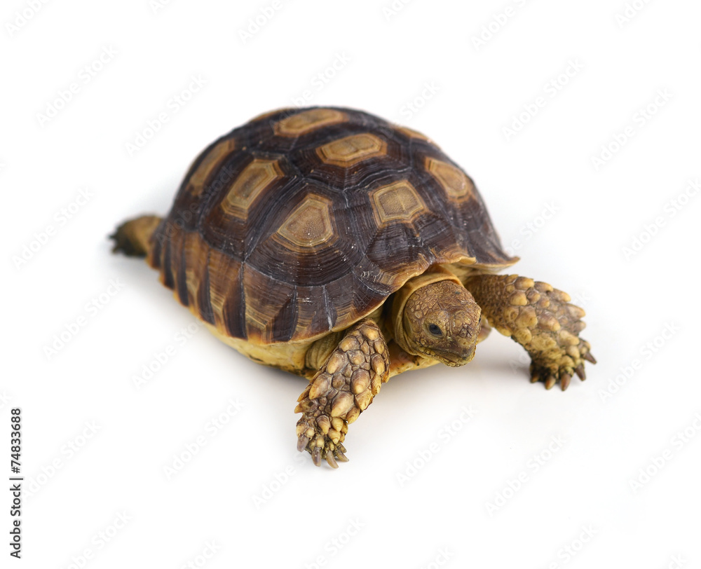 turtle isolated on white background turtle isolated on white background