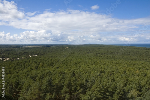 Coniferous forest