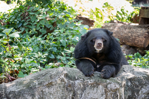 Asian black bear (Ursus thibetanus)