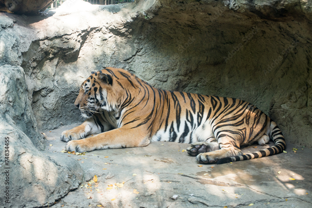 Obraz premium Close up a Bengal Tiger