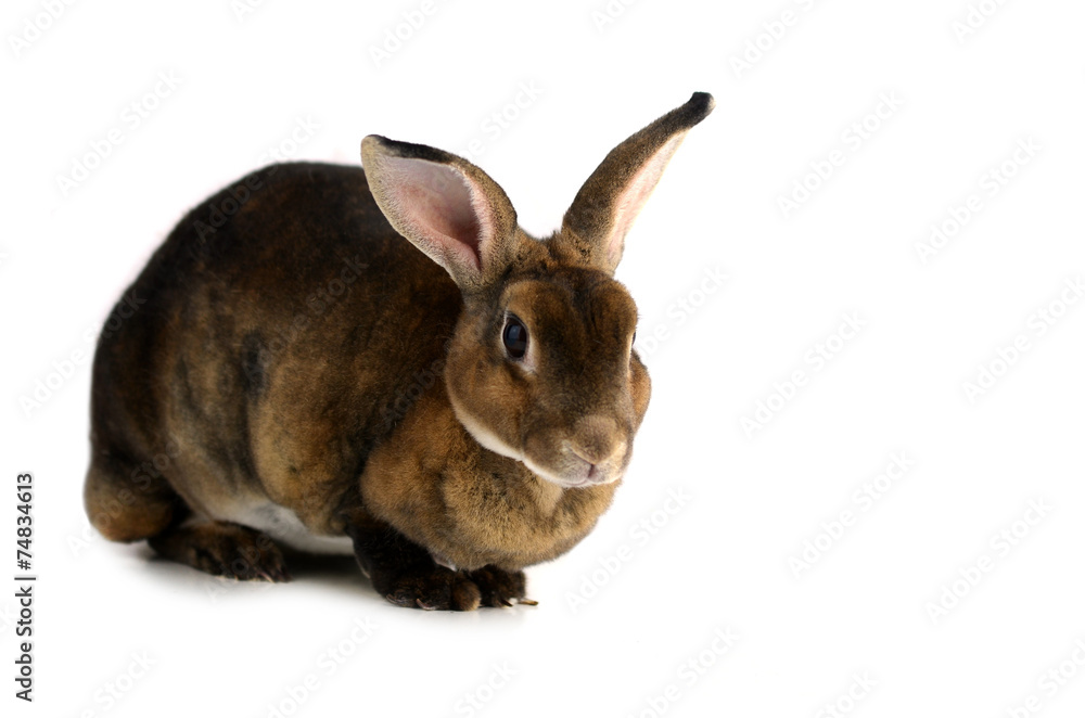 Fototapeta premium The Brown Bunny isolated on white background.