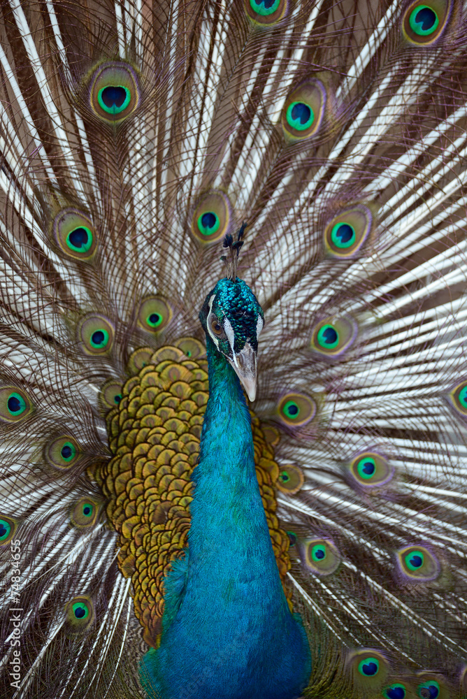 Obraz premium Indian Blue Peafowl