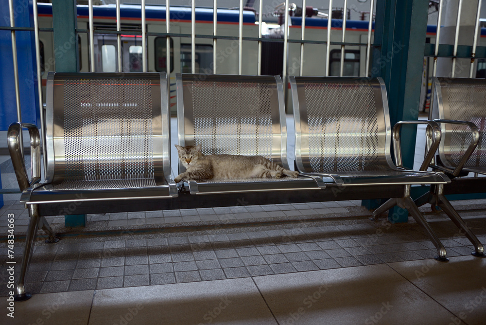 Cat on commuter train station