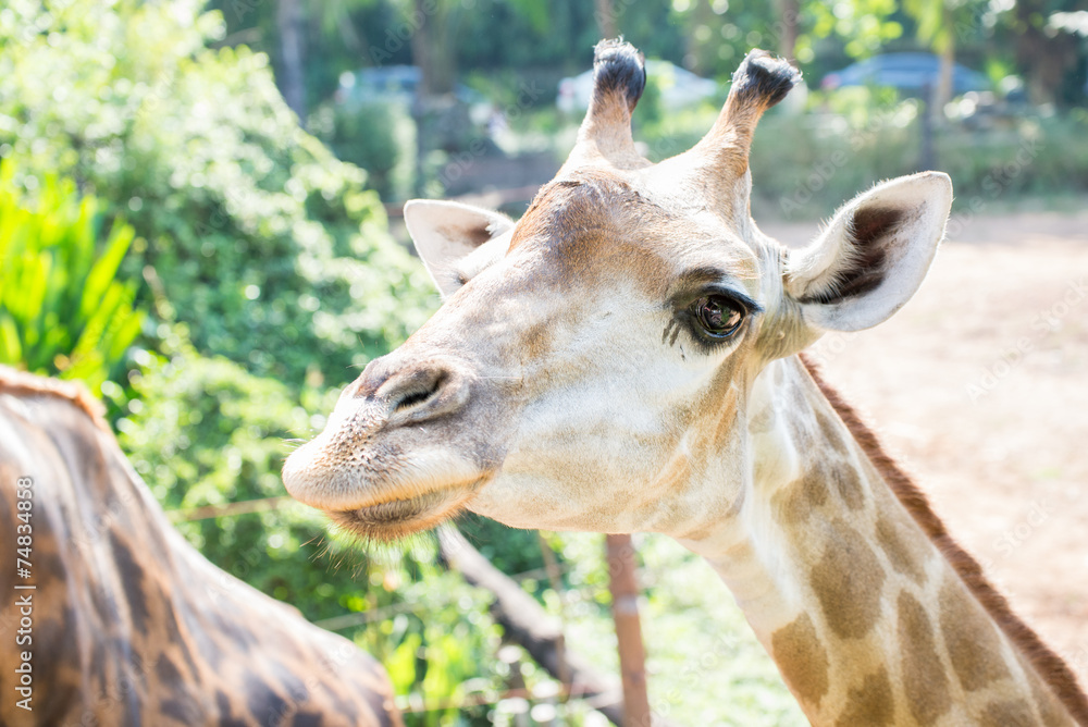 Naklejka premium Close up shot of young cute giraffe