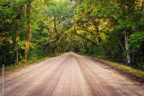 Oak trees along the dirt road to Botany Bay Plantation on Edisto