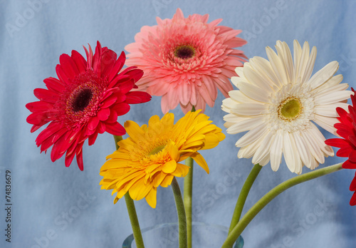 gerbera flowers bouqet