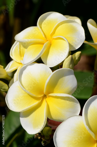 White and yellow Plumeria spp. (frangipani flowers, Frangipani, Pagoda tree or Temple tree) on bright sunlight.