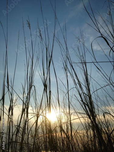 sunset with grass in foreground