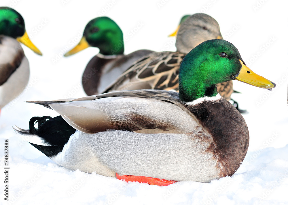 Mallard Duck Mallard Duck