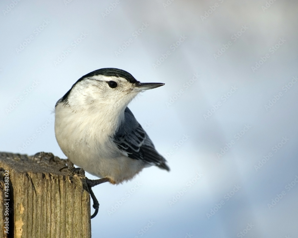 Obraz premium White-breasted Nuthatch On Post