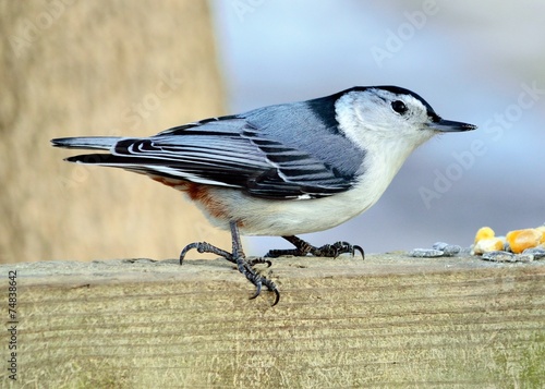 White-breasted Nuthatch photo