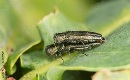 Metallic wood boring beetles, Agrilus, Buprestideae mating