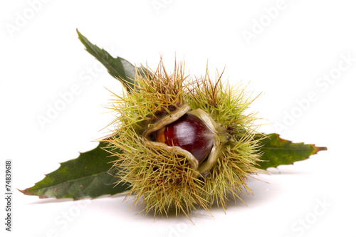 Obraz na płótnie Close up view of chestnuts isolated on a white background.
