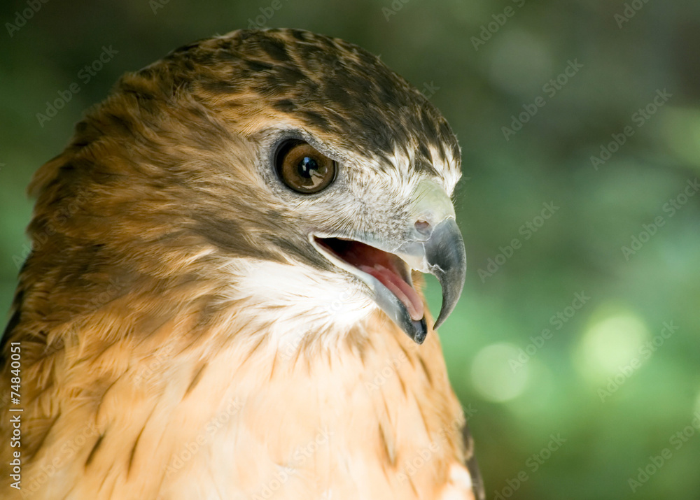 Red-tail Hawk