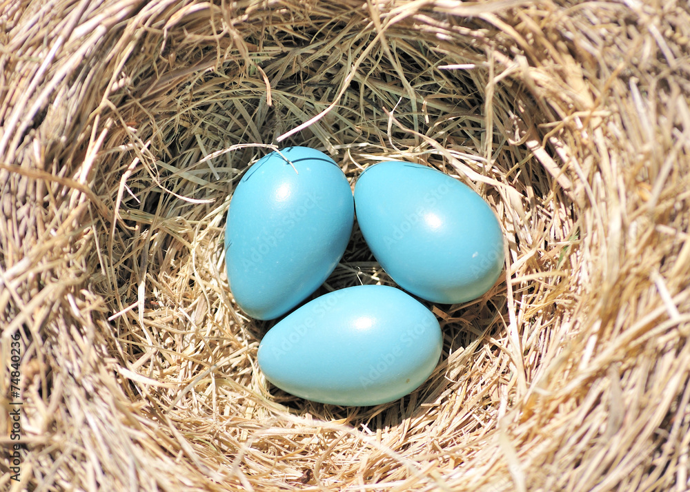Three Robin Eggs Three Robin Eggs