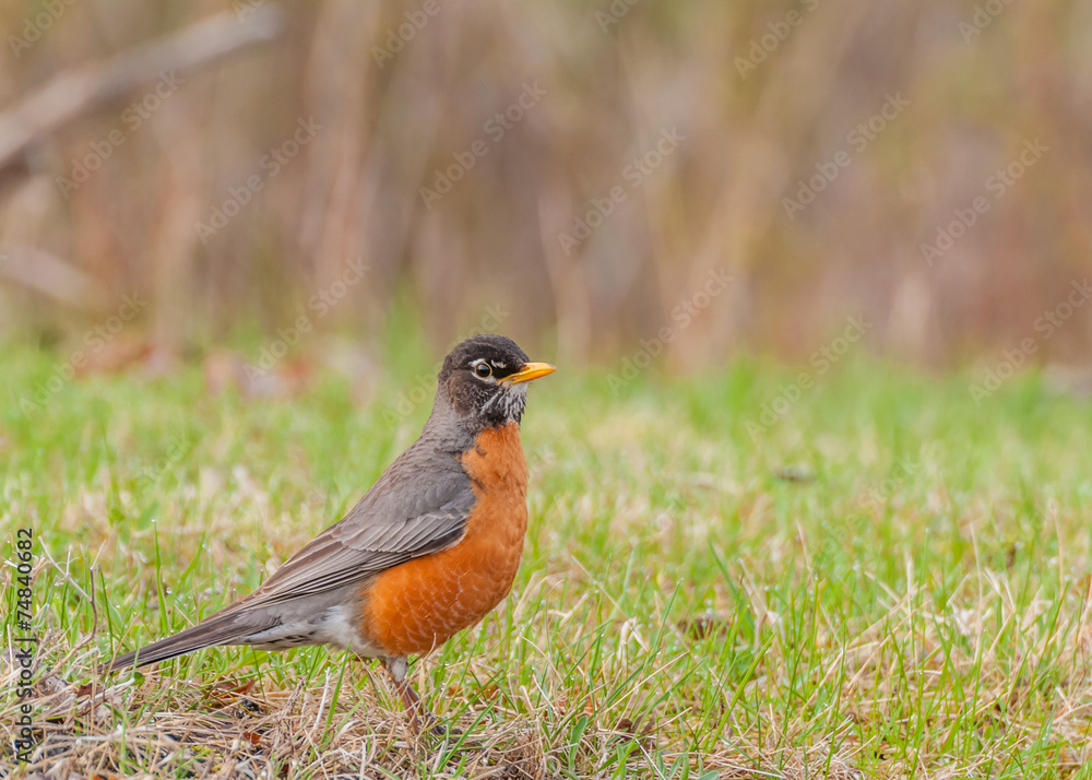 American Robin American Robin