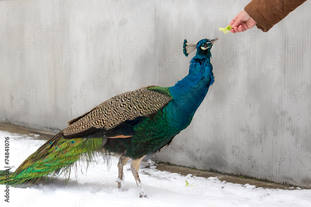 Fototapeta premium Peacock fed by human in winter