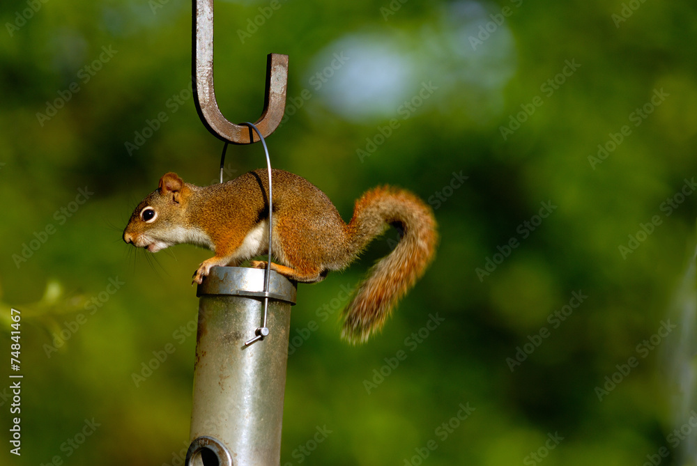 Fototapeta premium red squirrel