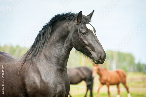 Portrait of beautiful black stallion © Rita Kochmarjova