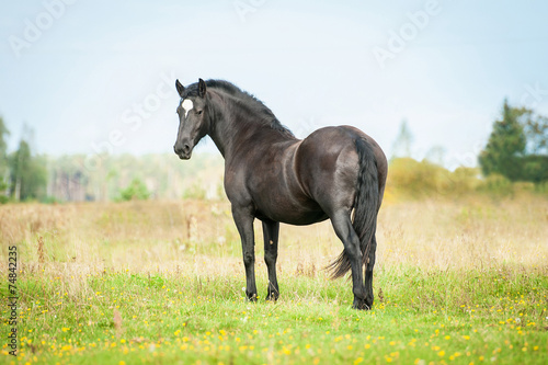 Beautiful black stallion looking back on the pasture in summer