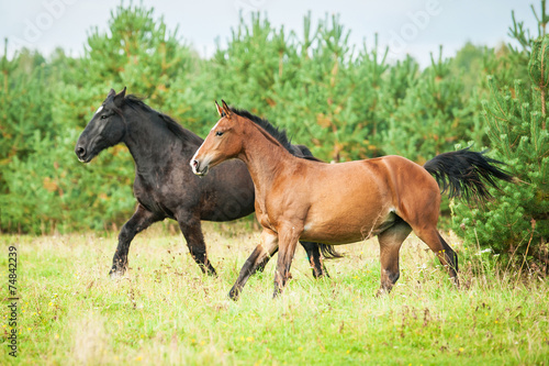 Two horses running on the pasture in summer