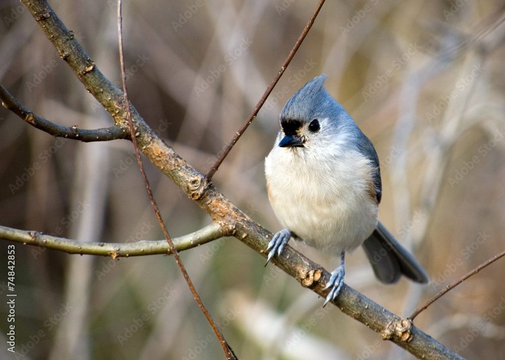 Fototapeta premium Tufted Titmouse