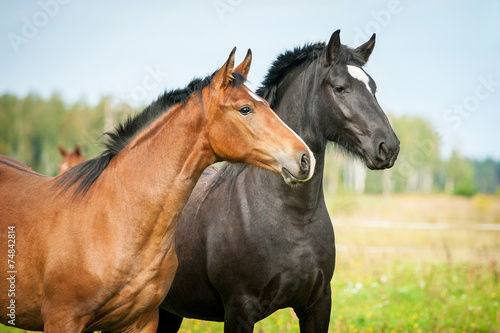 Portrait of two young horses on the pasture