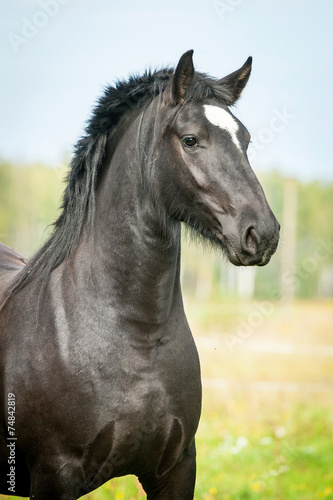 Portrait of beautiful black horse