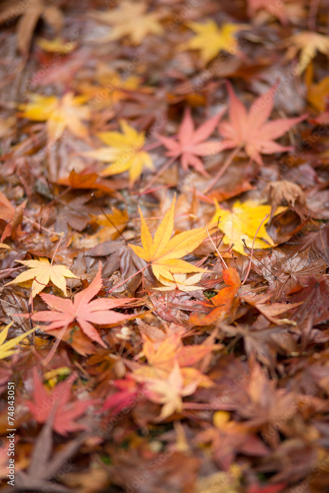 秋と紅葉
秋と紅葉