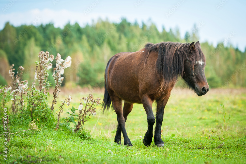 Little shetland pony walking on the pasture Little shetland pony walking on the pasture