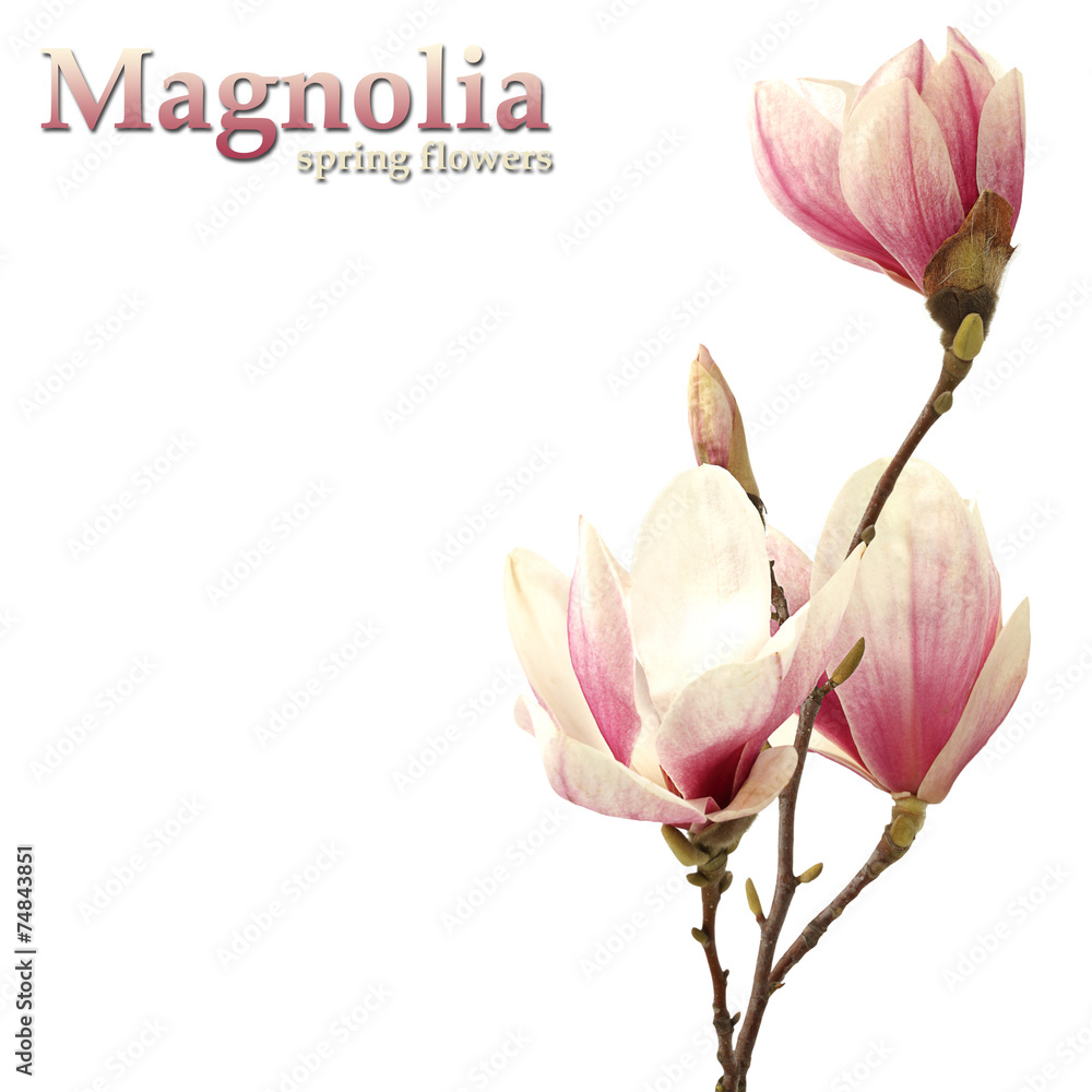 Fototapeta premium magnolia