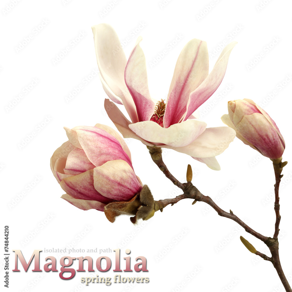 Fototapeta premium magnolia