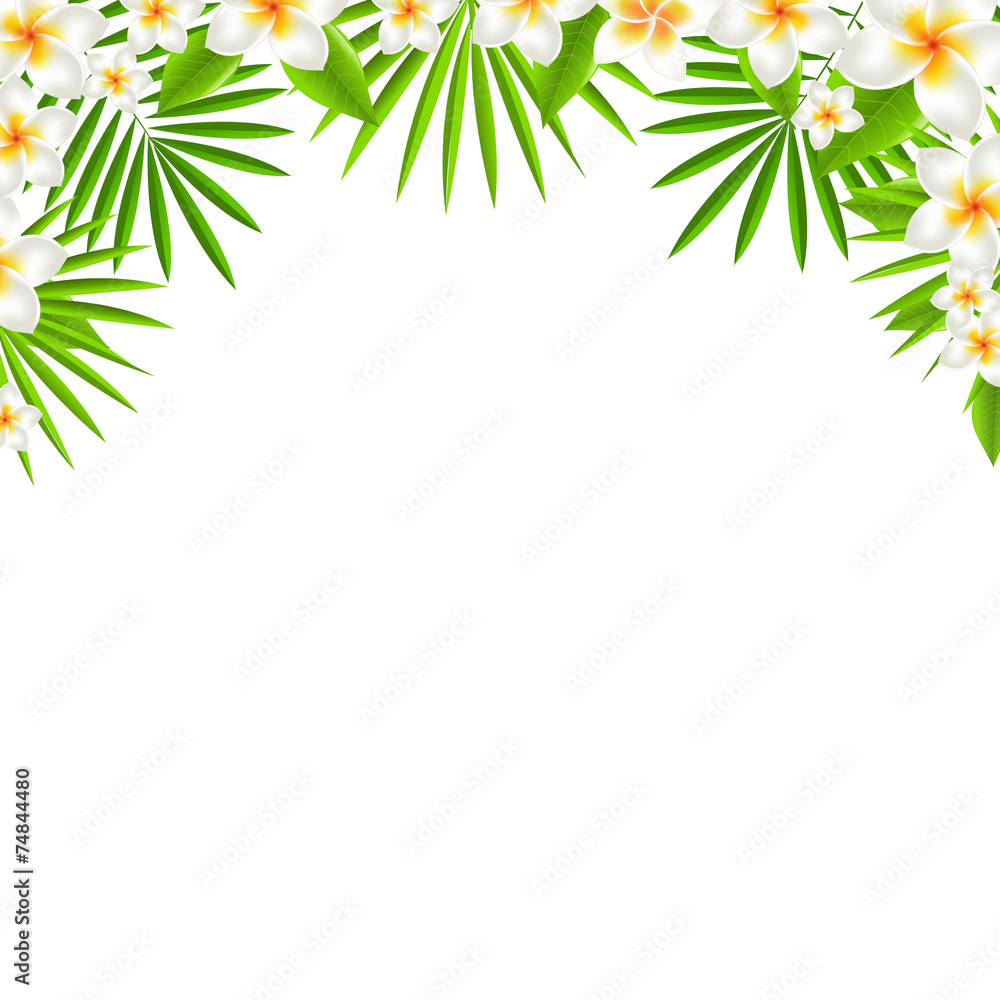 Border From Frangipani