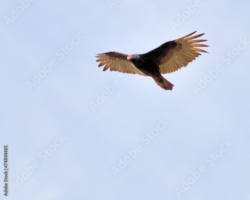 Turkey Vulture © brm1949