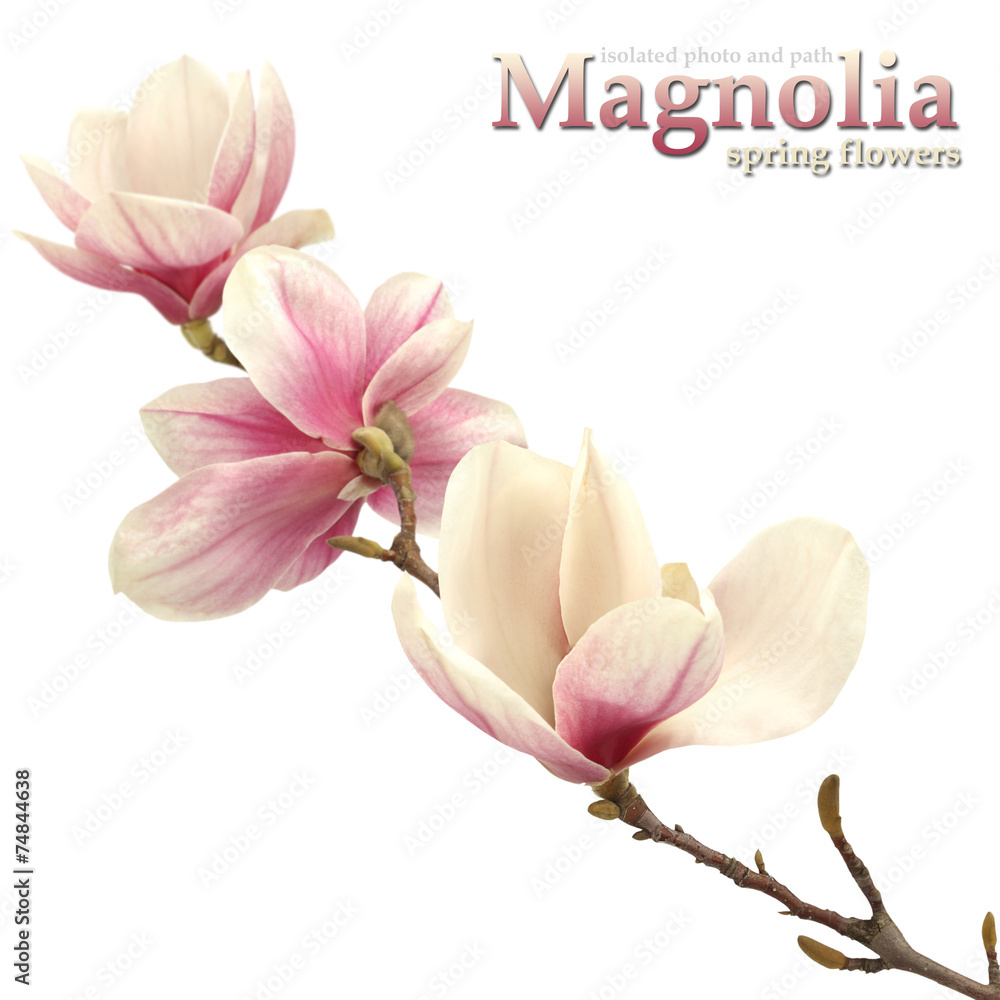 Fototapeta premium magnolia