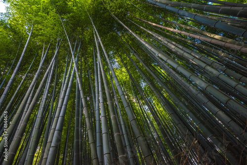 Bamboo grove in Arashiyama  Kyoto  Japan