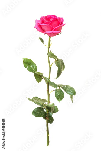 Pink rose with green leaves on a white background isolated