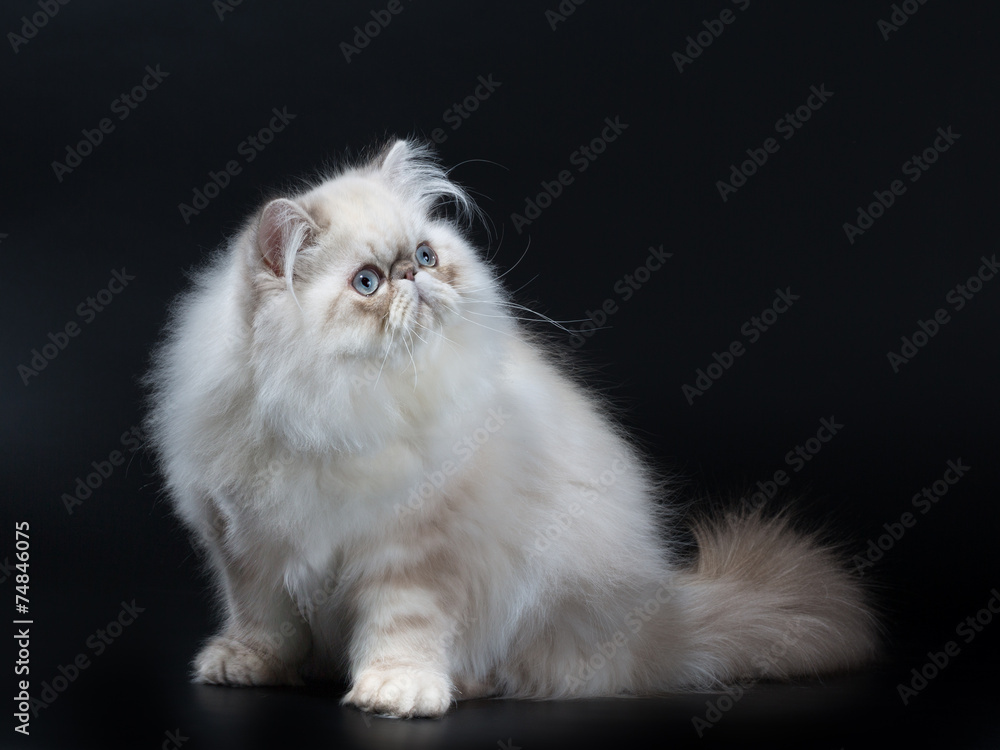 Persian cat Persian cat